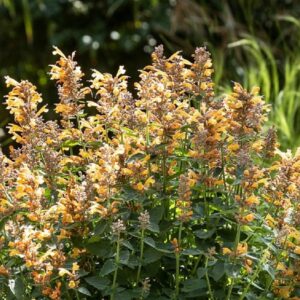 Agastache 'Summerlong Peach' Perennial Plug Plants Pack x6