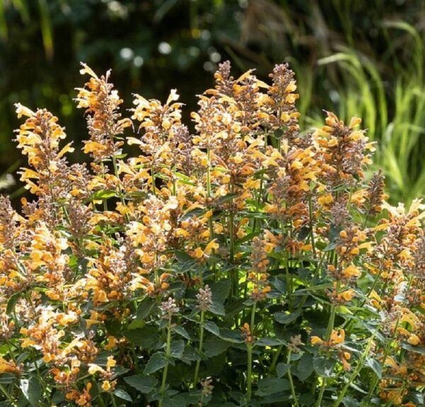 Agastache 'Apadana Orange' Perennial Plug Plants Pack x6
