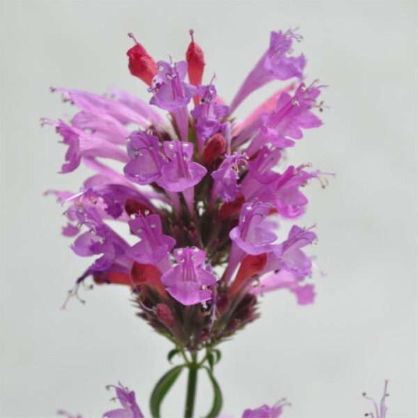 Agastache 'Apadana Rose' Perennial Plug Plants Pack x6