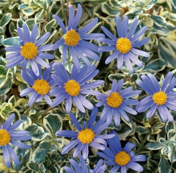 Felicia Amelloides VARIGATA (Blue Marguerite) Perennial Plug Plants Pack x6