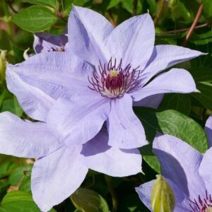 Clematis Boulevard Bernadine Perennial Climber Plant Pack x1