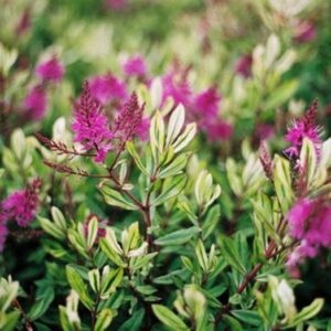 Hebe Wiri Hybrida 'Celebration' 9cm Pot Plants Pack x3