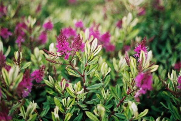 Hebe Wiri Hybrida 'Celebration' 9cm Pot Plants Pack x3