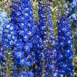 Delphinium Pacific Giants 'Bluebird' Perennial 9cm Pot Plants Pack x3