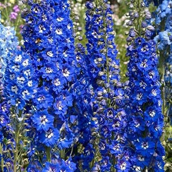 Delphinium Pacific Giants 'Bluebird' Perennial 9cm Pot Plants Pack x3