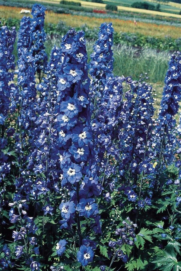 Delphinium Pacific Giants 'Bluebird' Perennial 9cm Pot Plants Pack x3