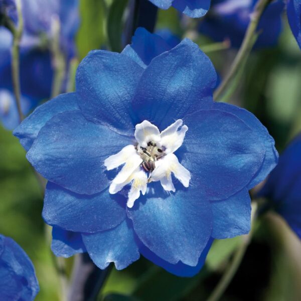 Delphinium Pacific Giants 'Bluebird' Perennial 9cm Pot Plants Pack x3