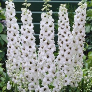 White Delphinium 'Galahad' Perennial Garden 9cm Pot Plants Pack x3