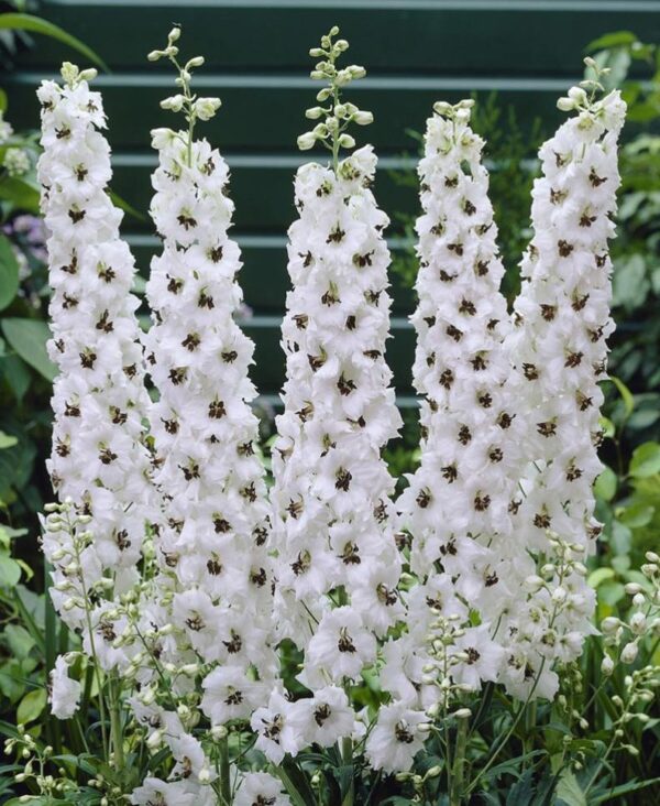 White Delphinium 'Galahad' Perennial Garden 9cm Pot Plants Pack x3