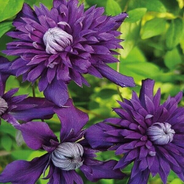 Clematis Kokonoe Perennial Climber XXL Supersize Plant x1