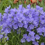 Campanula Persicifolia 'Takion Blue' Perennial (LARGE) Plug Plants Pack x6