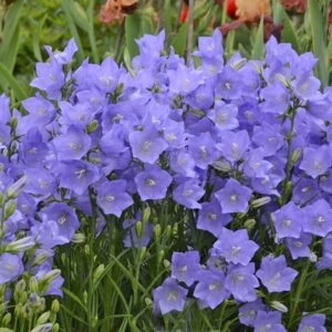 Campanula Persicifolia 'Takion Blue' Perennial (LARGE) Plug Plants Pack x6