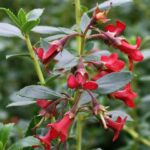 Escallonia 'Red Elf’ Perennial Garden Shrub Plug Plants Pack X6