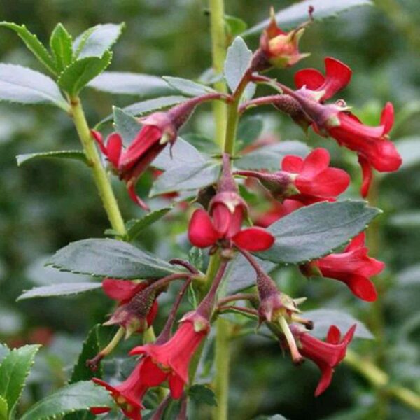 Escallonia 'Red Elf’ Perennial Garden Shrub Plug Plants Pack X6