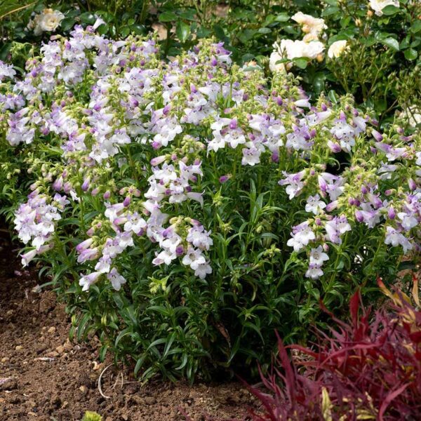Penstemon HARLEQUIN™ Lilac Perennial Plug Plants Pack x6