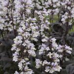 Penstemon 'Onyx & Pearls' LARGE Plug Plants Pack x6