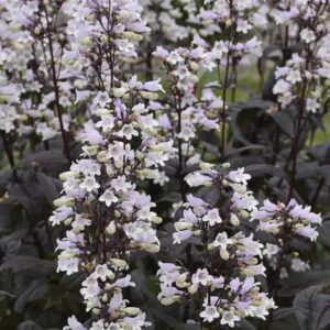 Penstemon 'Onyx & Pearls' LARGE Plug Plants Pack x6