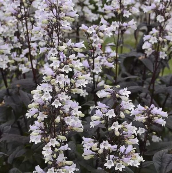 Penstemon 'Onyx & Pearls' LARGE Plug Plants Pack x6