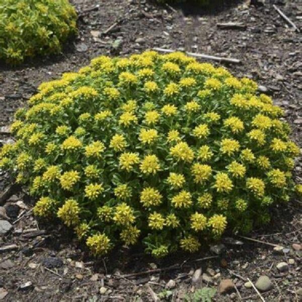 Sedum Kamtschaticum Little Miss Sunshine Pack x6 LARGE Plug Plants