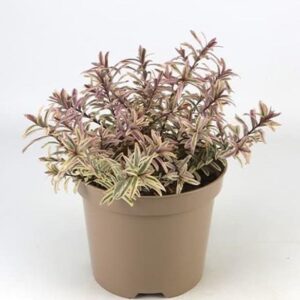 Hebe x Hybrida 'Rainbow' 9cm Pot Plants Pack x3