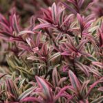 Hebe x Hybrida 'Rainbow' 9cm Pot Plants Pack x3