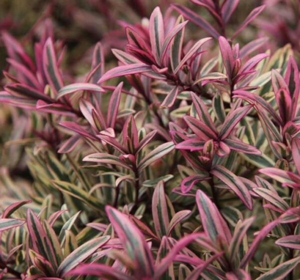 Hebe x Hybrida 'Rainbow' 9cm Pot Plants Pack x3
