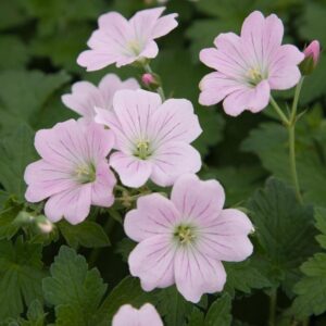 Hardy Geranium x Hybrida 'Dreamland®' Pack x 3 Large Plug Plants
