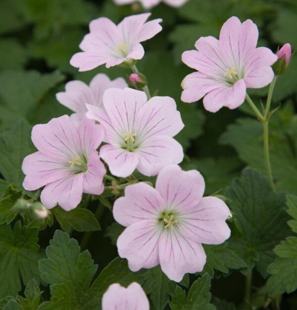 Hardy Geranium x Hybrida 'Dreamland®' Pack x 3 Large Plug Plants