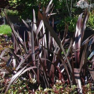 Phormium 'Black Adder' Perennial Grasses/Flax 9cm Pot Plant x1