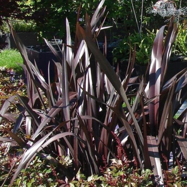 Phormium 'Black Adder' Perennial Grasses/Flax 9cm Pot Plant x1