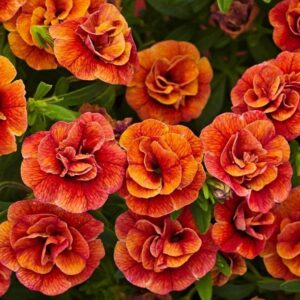 Calibrachoa Trailing Mini Petunia 'Double Orange' Plug Plants Pack x6