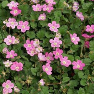 Erodium 'Bishop's Form' Perennial Garden Plug Plants Pack x6
