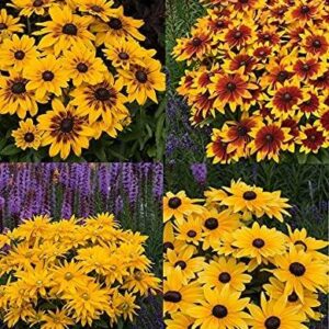 Rudbeckia 'Sunbeckia' Mixed (LARGE) Plug Plants Pack x6