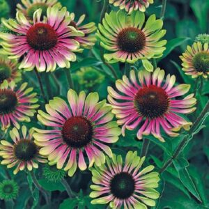 Echinacea (Coneflower) 'Green Twister' Perennial Plug Plants Pack x6