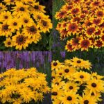 Rudbeckia 'Sunbeckia' Mixed (LARGE) Plug Plants Pack x6