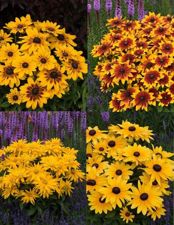 Rudbeckia 'Sunbeckia' Mixed (LARGE) Plug Plants Pack x6