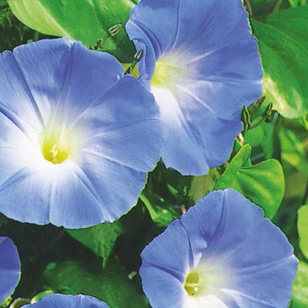 Ipomoea ‘Heavenly Blue’ Morning Glory Pack x6 Plug Plants
