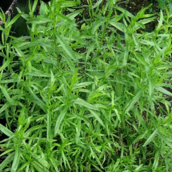 Russian Tarragon Perennial Herb Plug Plants Pack x6