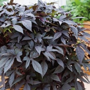 Ipomoea Batatas (Sweet Potato) Papas 'Sweet Georgia Deep Purple' Plug Plants Pack x6