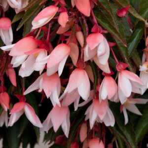 Begonia Trailing Starshine Appleblossom Pack x6 Plug Plants
