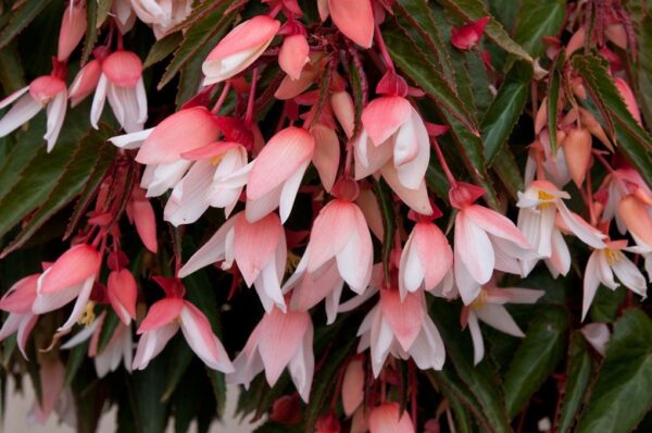 Begonia Trailing Starshine Appleblossom Pack x6 Plug Plants