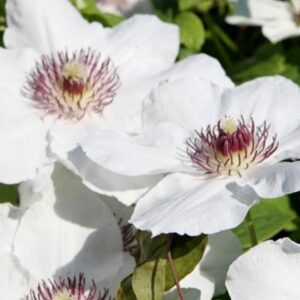 Clematis Boulevard Ninon Perennial Climber Plant Pack x1