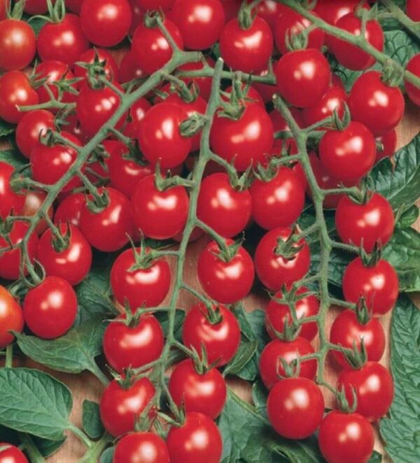 Tomato 'Piccolo' Fruit/Vegetable Plug Plants Pack x6