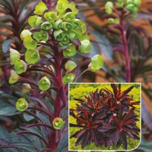 Euphorbia x Hybrid Miners Merlot 9cm Pot Plants Pack x3