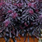 Euphorbia x Hybrid Miners Merlot 9cm Pot Plants Pack x3