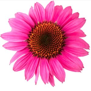 Echinacea Purpurea Lakota™ Rose Coneflower Perennial Plug Plants Pack x6