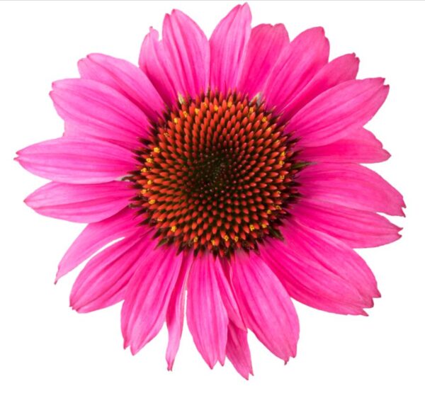 Echinacea Purpurea Lakota™ Rose Coneflower Perennial Plug Plants Pack x6
