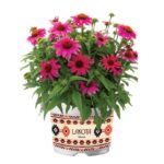 Echinacea Purpurea Lakota™ Rose Coneflower Perennial Plug Plants Pack x6