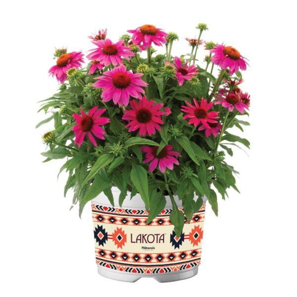 Echinacea Purpurea Lakota™ Rose Coneflower Perennial Plug Plants Pack x6