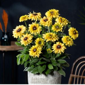 Rudbeckia ‘Rudy Mini Double Yell-Lemon Plug Plants Pack x6